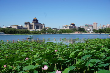 莲花池