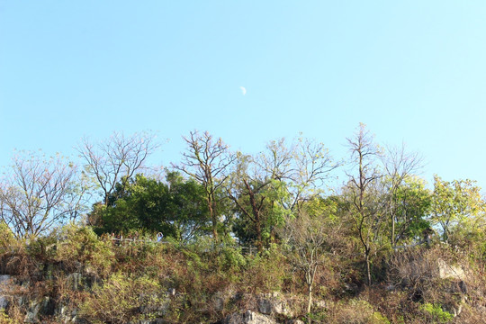 太阳月亮树蓝天