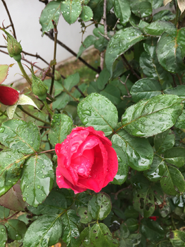 雨后的鲜花