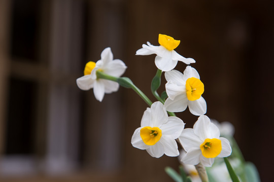 水仙花