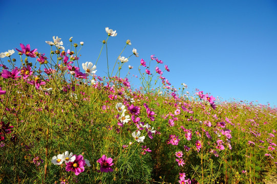 波斯菊