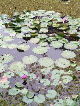 莲花池