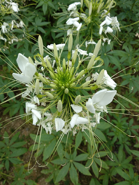 醉蝶花