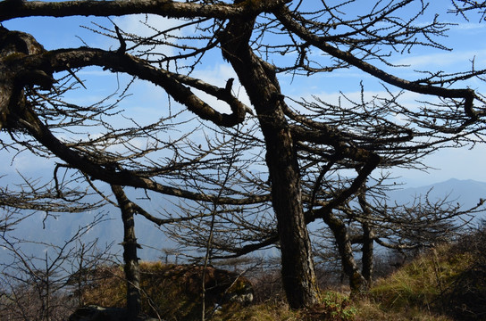 高山松树