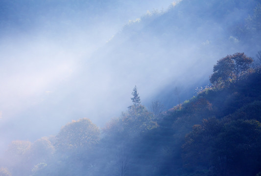 山坡 风景 晨雾