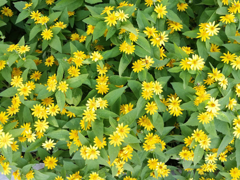 黄花 野菊花