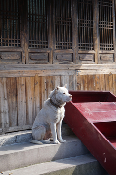 下司犬 青岩古镇