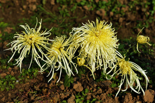 菊花 菊花园 花瓣