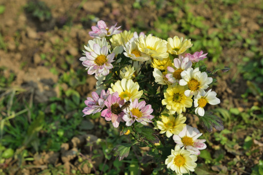 菊花 菊花园