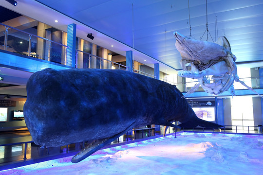 刘公岛鲸鱼博物馆