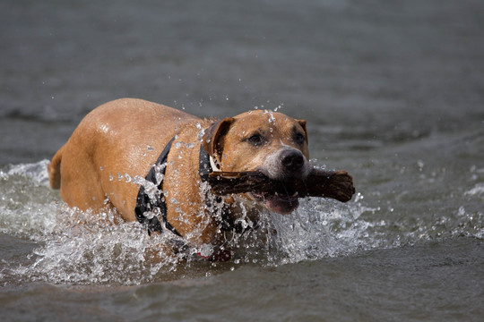 比特犬