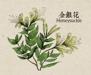 金銀花手繪顏色分層