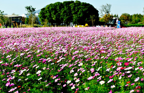 波斯菊 菊花花海