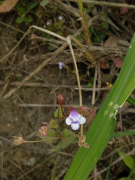 小野花