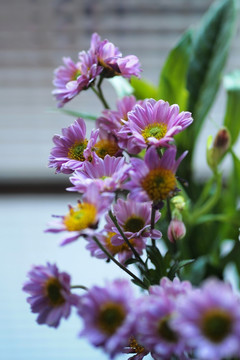 小菊 紫色小菊 一捧花