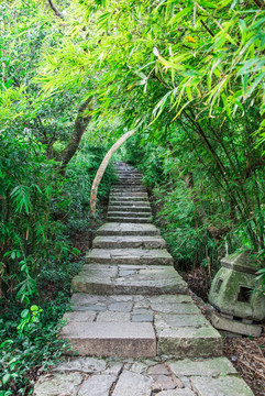 竹林小道 臺階 山路