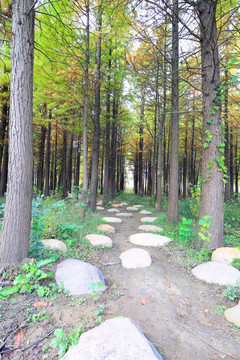 上海 浦江郊野公园 水杉林