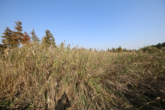 淀山湖畔湿地