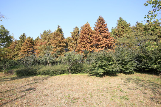 淀山湖畔湿地