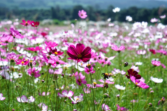 盈江格桑花花海