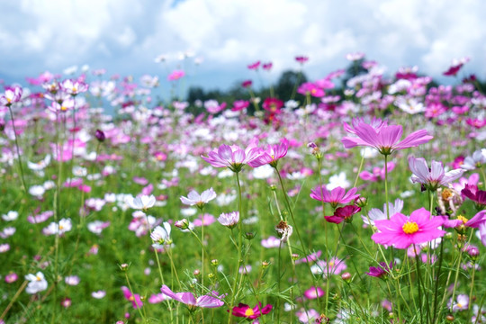 盈江格桑花花海