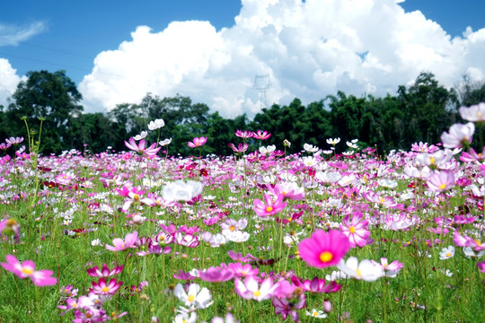 盈江格桑花花海