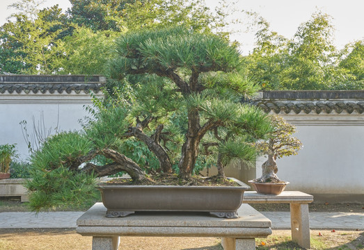 高清盆景