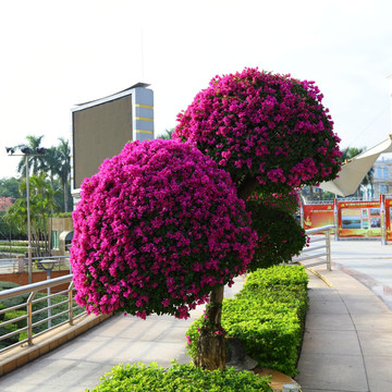 红叶花 三角梅