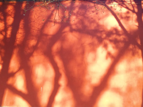 红墙 阳光 树影