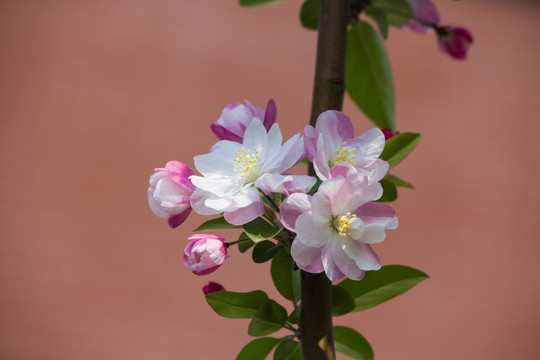 海棠花