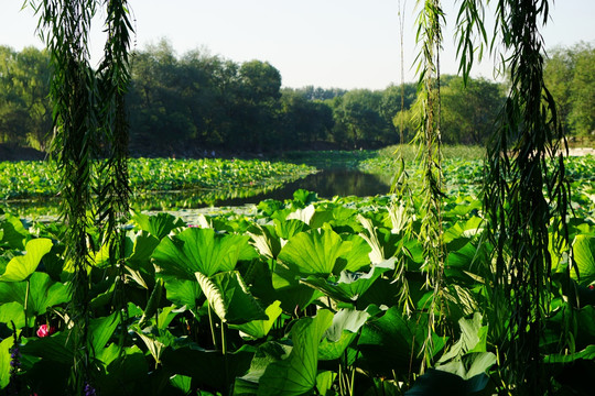 圆明园之夏