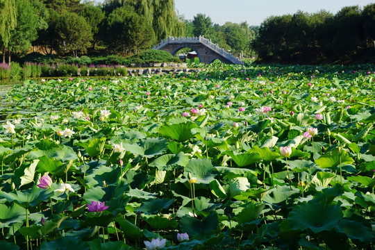 圆明园之夏