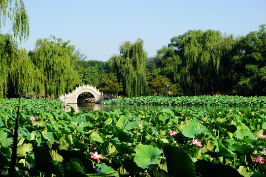 圆明园之夏