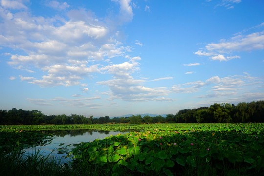 圆明园之夏