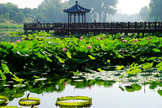 圆明园之夏