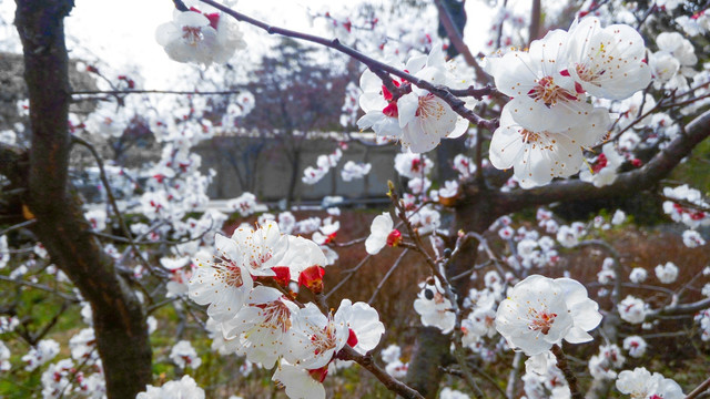 杏花  白色花