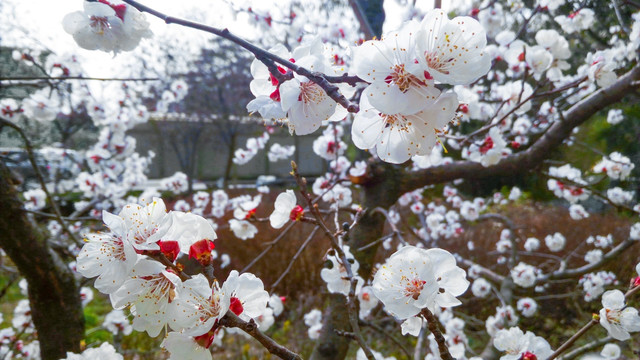 白色杏花 杏树