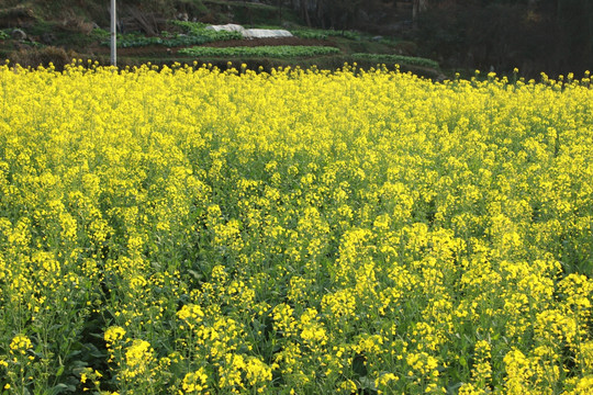 油菜花