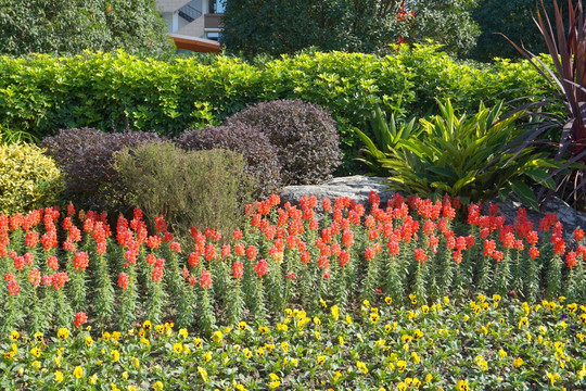 城市道路绿化带 花园花卉