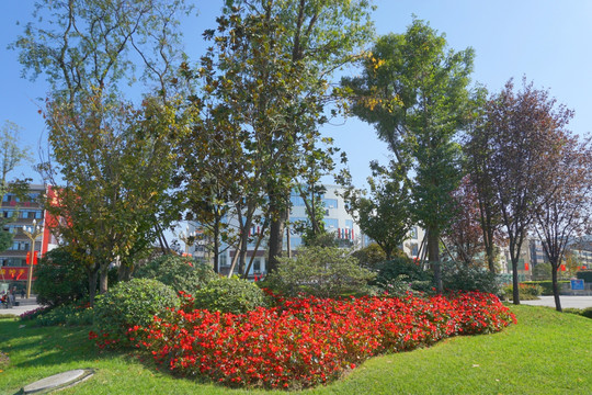 城市道路绿化带 花园花卉