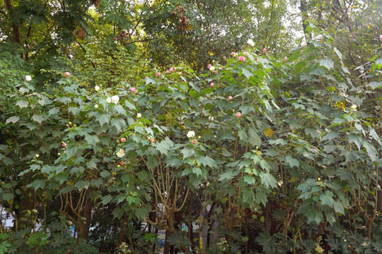 城市道路绿化带 木芙蓉