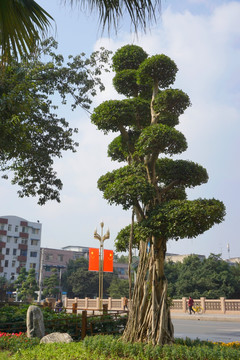 城市道路绿化带 榕树