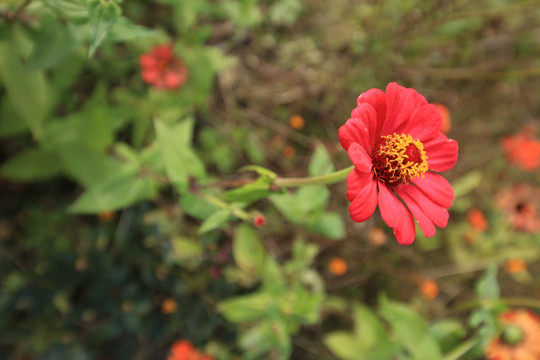 红色小野花