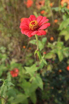 红色小野花