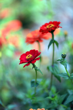 红色小野花 红色 小野花 植物