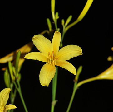 黄花菜