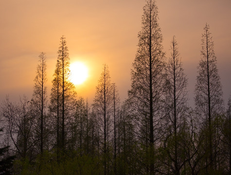 夕阳剪影 红杉树