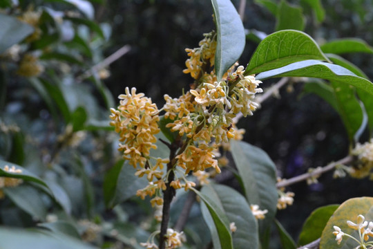 桂花 桂花图片