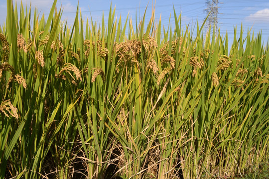 水稻成熟期