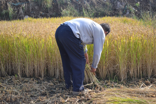 水稻丰收 手工收水稻